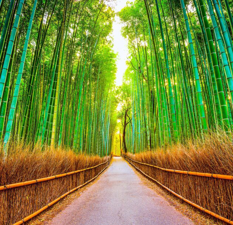 Bamboo Farming 